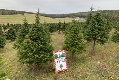 Christmas Tree U-Pick