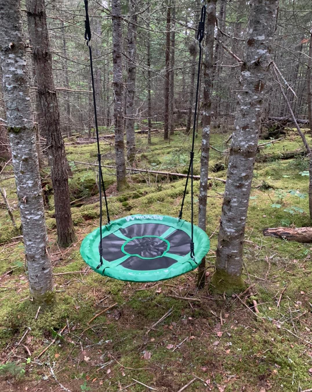 Forest Domes Trail Swing #2