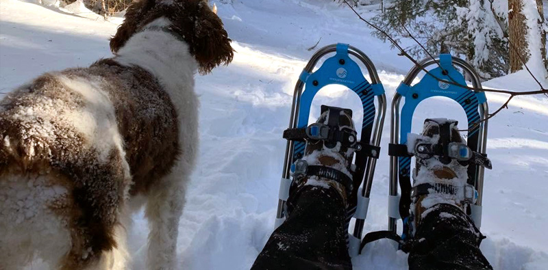 A person wearing snowshoes in a forest trail, with a dog.